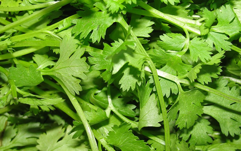 TheMO Coriander101 content01