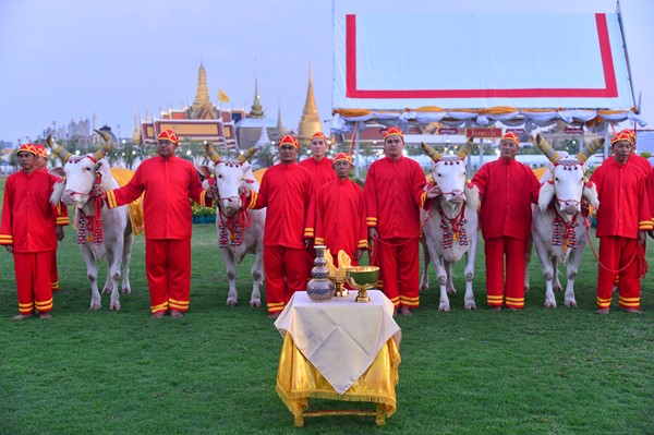 cow 1