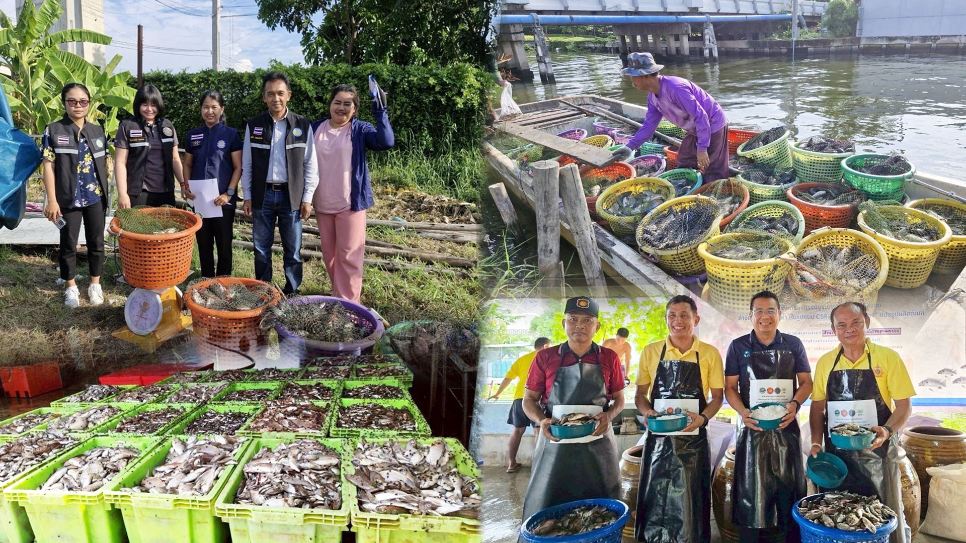 กรมประมง เปิดผลสำเร็จ รับซื้อปลาหมอคางดำ 13- 23 พ.ค. 68 รวมจำนวน 689,596 กก. 1 กรมประมง2 3