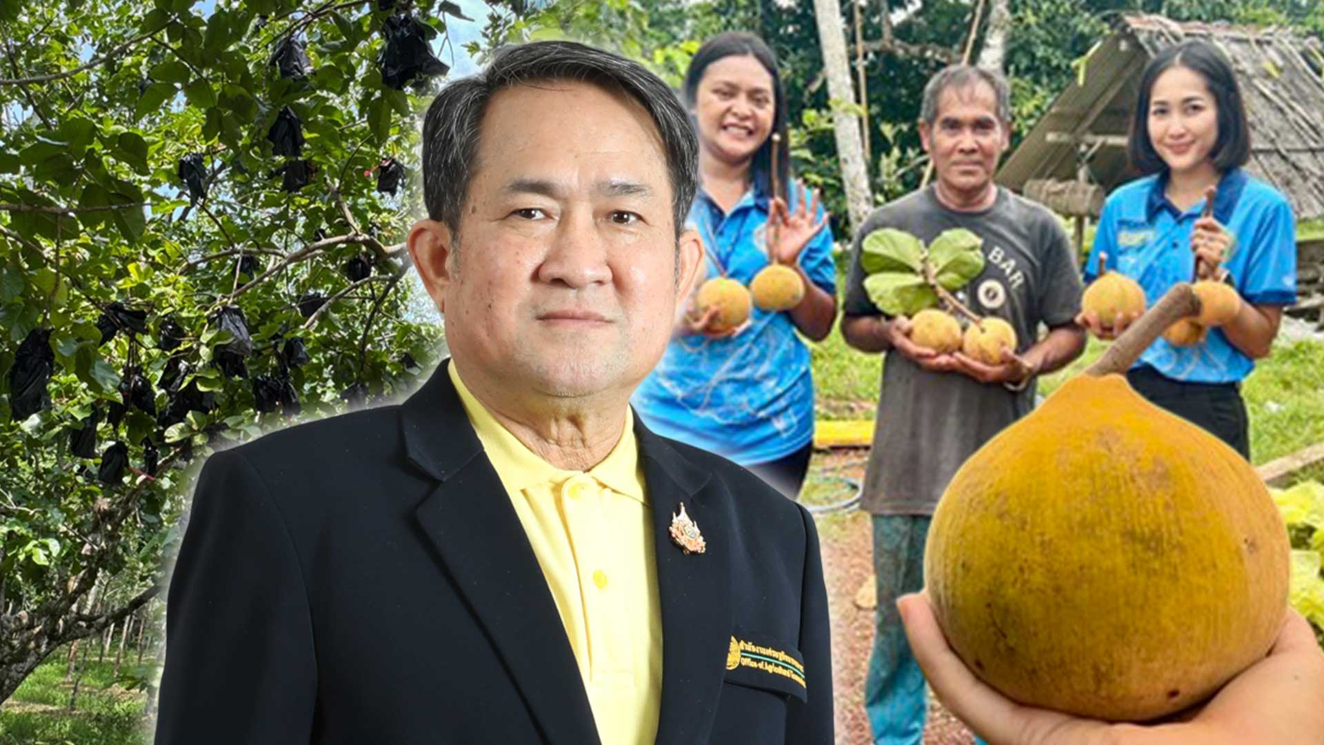 ‘กระท้อนนาปริก’ จ.สตูล สินค้า GI มุ่งยกระดับคุณภาพ พัฒนาตลาด สร้างรายได้อย่างยั่งยืน 1 กระท้อนนาปริก3