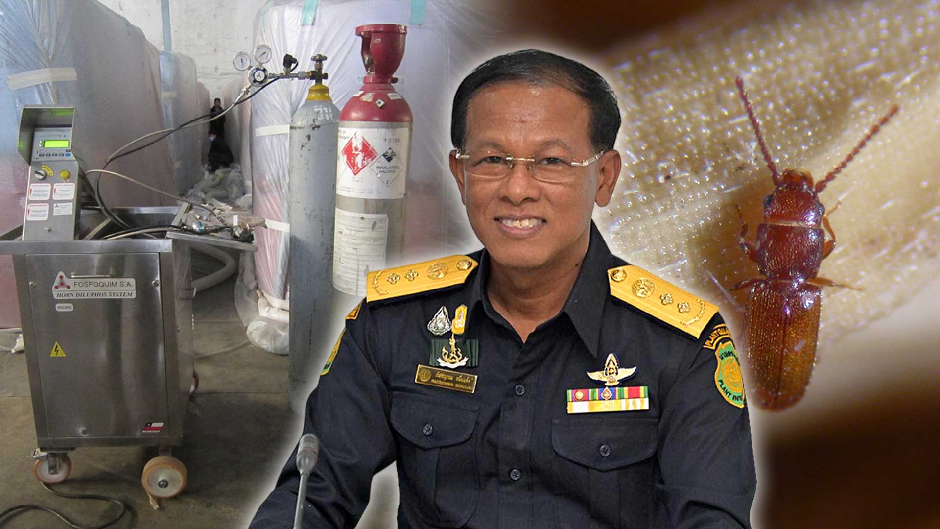 กรมวิชาการเกษตรเปิดมิติใหม่กำจัดแมลงศัตรูหลังเก็บเกี่ยว ชงใช้สารรมอีโคฟูมและเวเปอร์ฟอสกำจัด ใช้เวลาน้อย ปลอดภัย ไม่กระทบคุณภาพผลผลิต 1 กำจัดแมลงศัตรูหลังเก็บเกี่ยว3