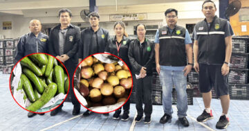 จับอโวคาโดและเสาวรสสดเถื่อน2