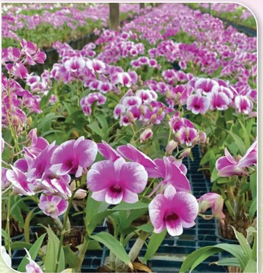 ปราชญ์เกษตรดีเด่น ประจำปี2568 ดอก