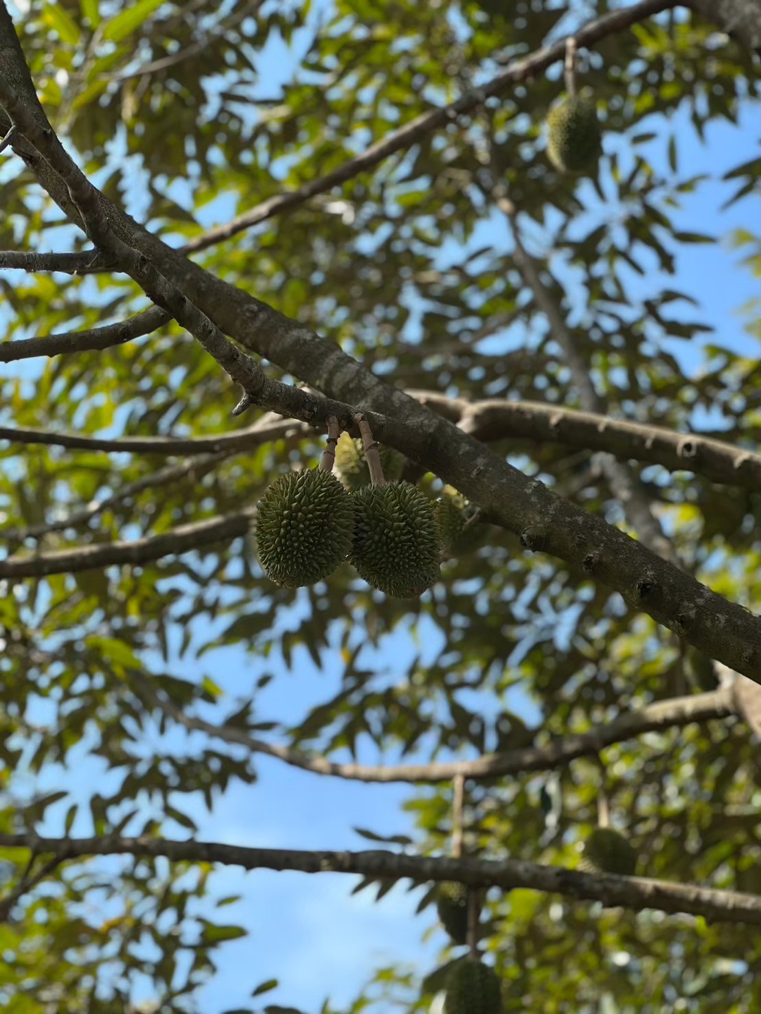 ทุ