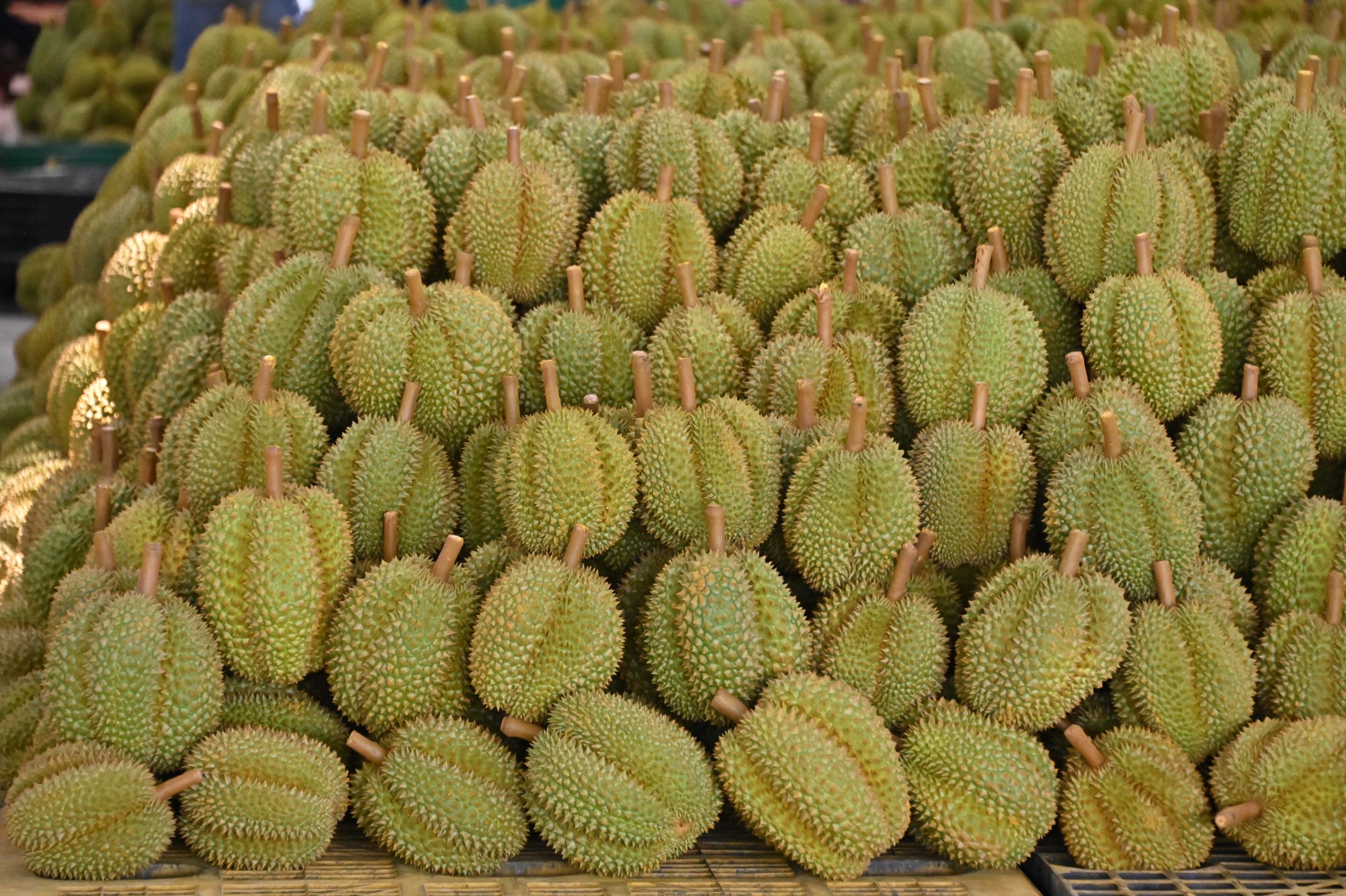 ทุเรียน 201