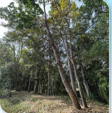 ป่าป