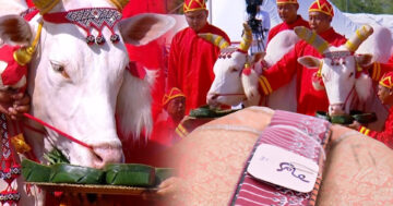 พระยาแรกนาเสี่ยงทาย2
