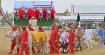 พระโคแรกนาขวัญ2