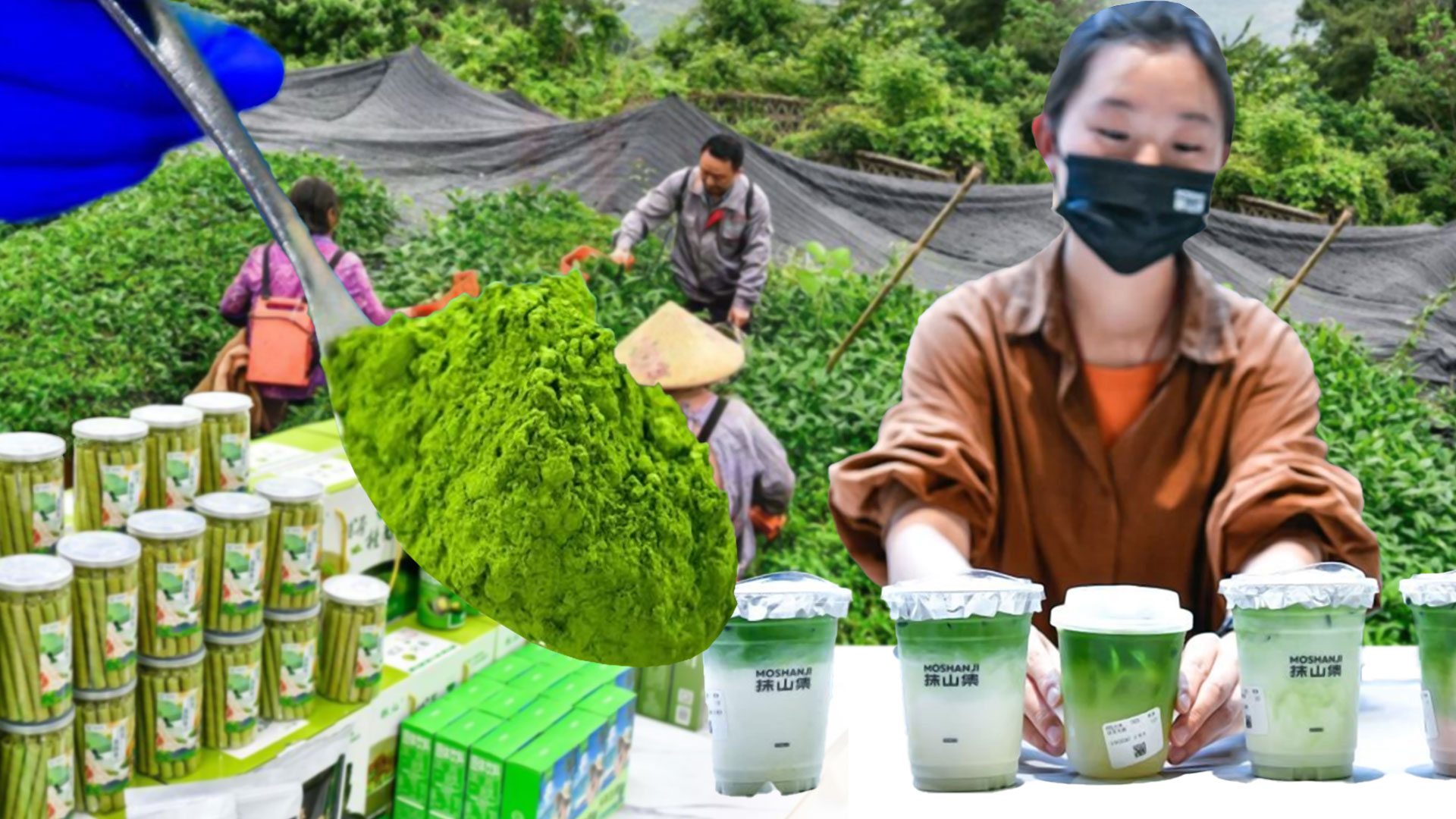 ลัดเลาะศูนย์กลางอุตสาหกรรม 'มัทฉะ' ระดับโลกในกุ้ยโจว 1 มัทฉะ2