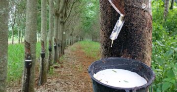 ราคาสินค้าเกษตรตกต่ำ2