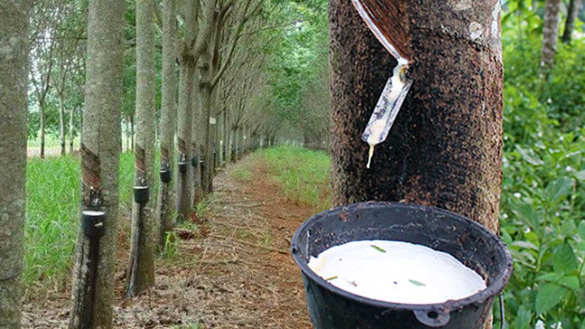 กระทรวงเกษตรและสหกรณ์เผยคำถามที่พบบ่อยประจำเดือนพฤษภาคม 2568 เรื่องราคาสินค้าเกษตรตกต่ำ (ยางพารา) กับคำตอบการแก้ไขปัญหาสถานการณ์ราคายางพาราในปัจจุบัน 1 ราคาสินค้าเกษตรตกต่ำ2