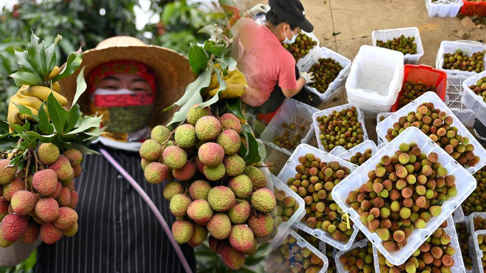 'ลิ้นจี่ไหหลำ' เจาะตลาดต่างชาติ ส่งออกทะลุ 50 ล้านหยวนแล้ว 1 ลิ้นจี่ไหหลำ2