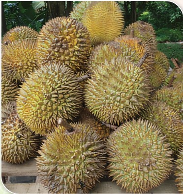สถาบันเกษตรกรดีเด่นแห่งชาติ กลุ่มเกษตรกรทำสวน ประจำปี 2568 สถาน