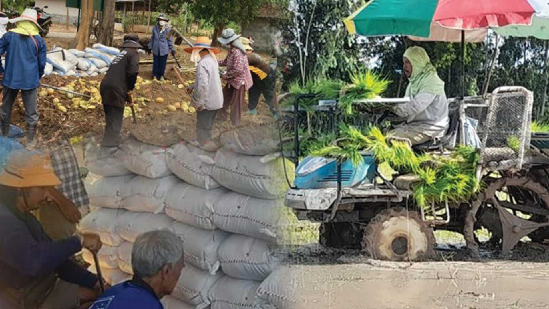 สถาบันเกษตรกรดีเด่นแห่งชาติ ประจำปี 2568 ศูนย์ส่งเสริมและผลิตพันธุ์ข้าวชุมชน ประเภทข้าวหอมมะลิ สถาบันเกษตรกรดีเด่นแห่งชาติ3