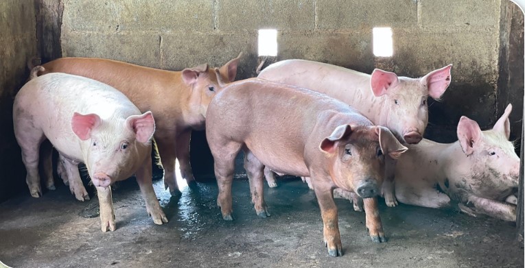 เกษตรกรดีเด่นแห่งชาติ ประจำปี 2568 สุกร