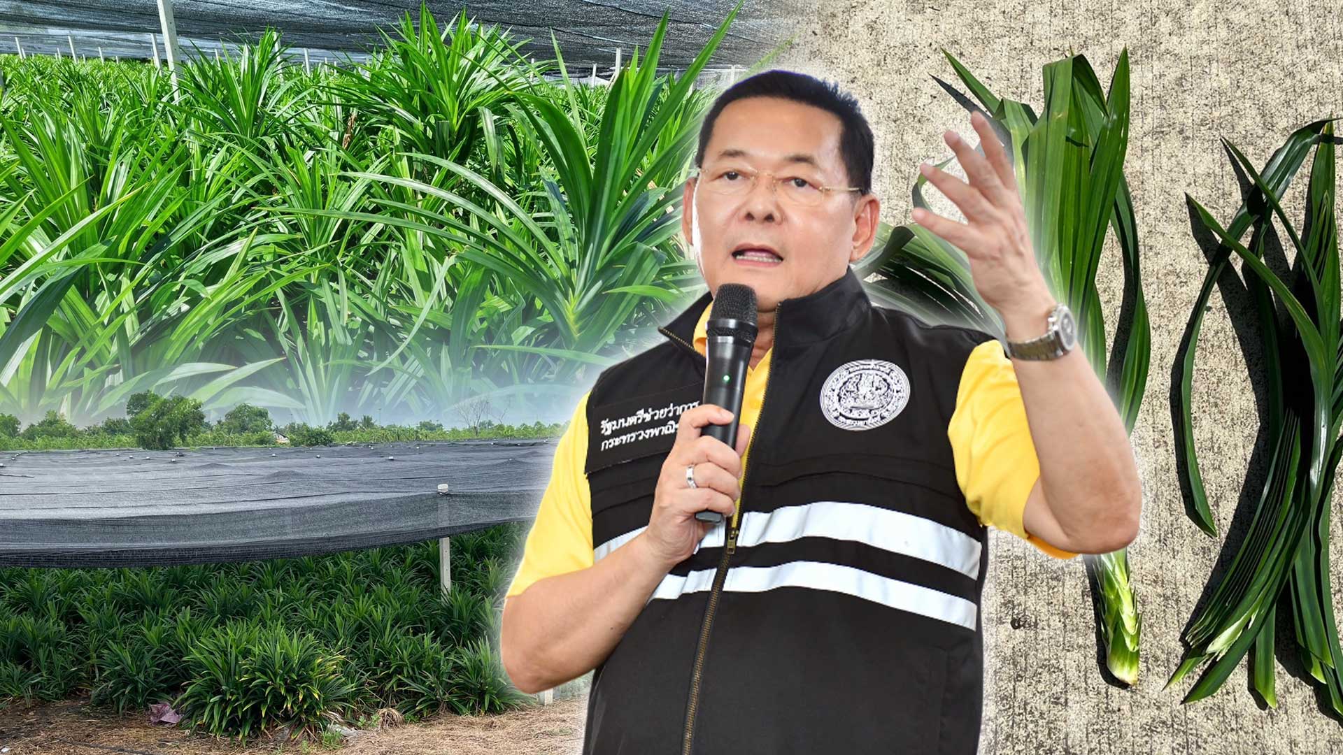 เตยหอมปทุม3