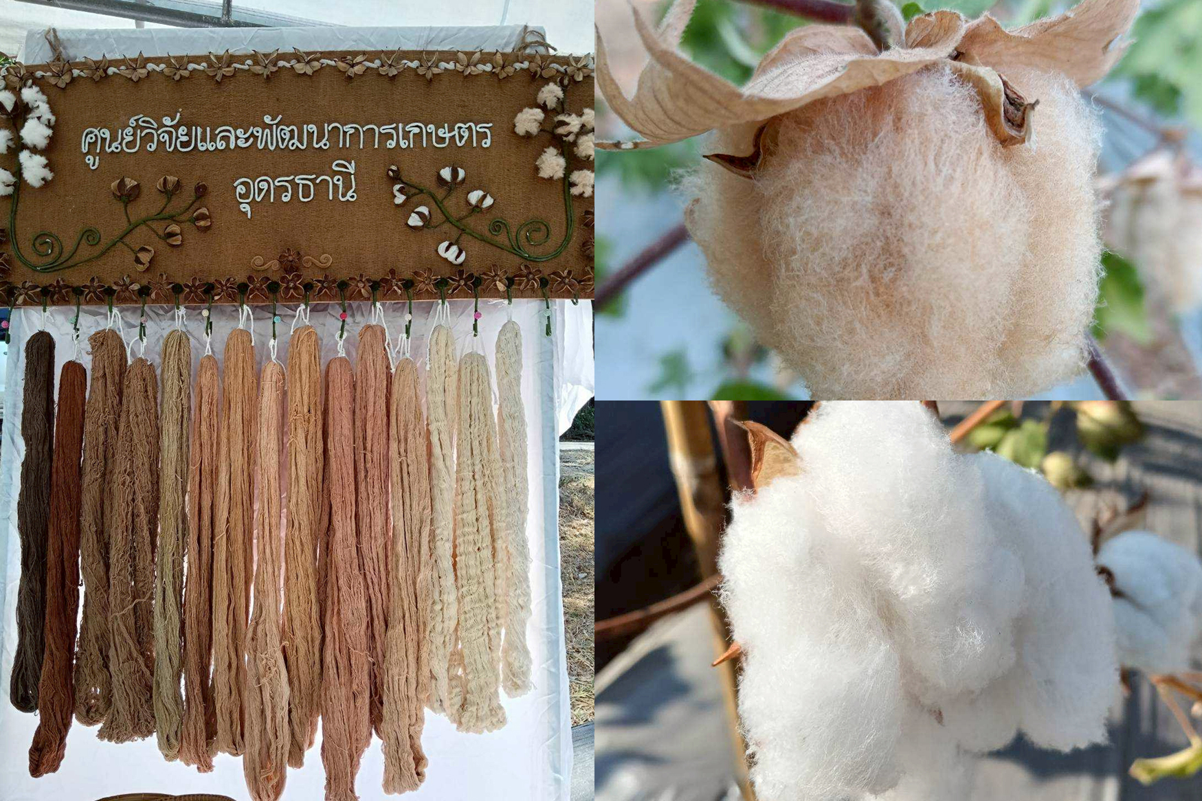 กรมวิชาการเกษตร ขยายผล 7 ฝ้ายพันธุ์ดีพร้อมเทคโนโลยีผลิตคราม หนุนชุมชนผ้าทอมืออีสาน โกยรายได้กว่า 3 แสนบาทต่อปี 4 01 3