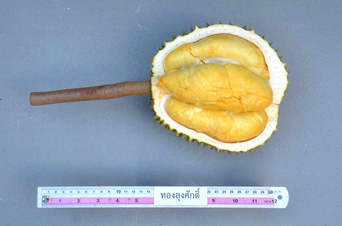 กรมวิชาการเกษตร ดัน ทุเรียนพื้นบ้านทองลุงศักดิ์จดทะเบียนพันธุ์พืชพื้นเมืองเฉพาะถิ่น รับสิทธิคุ้มครองพันธุ์ 3 01