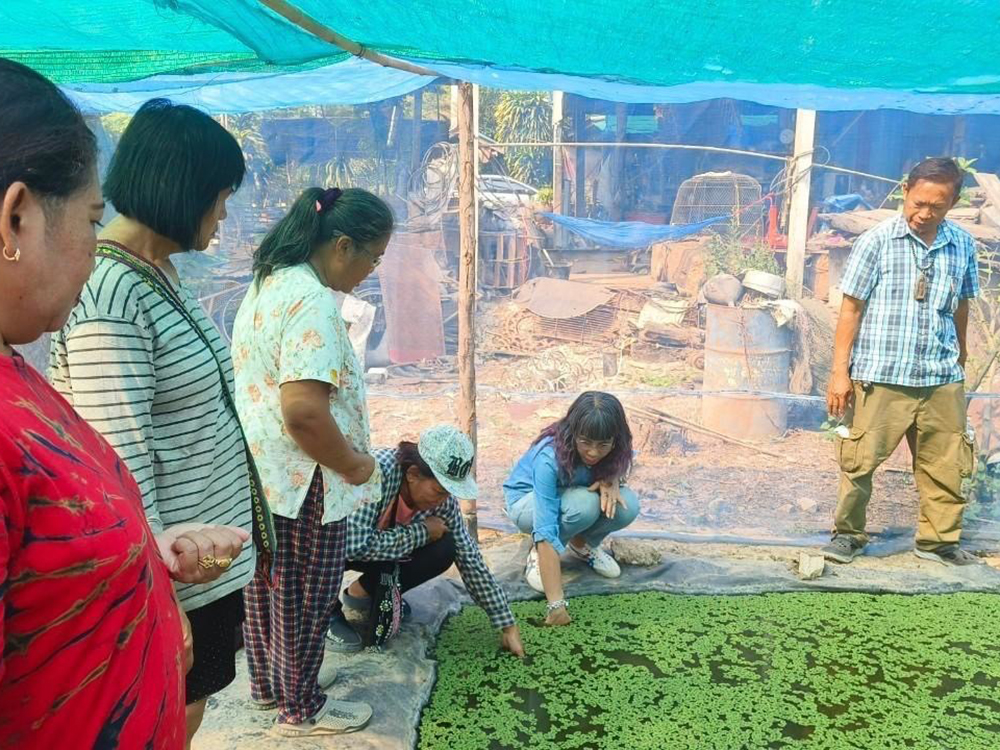 กรมวิชาการเกษตร ถ่ายทอดเทคโนโลยี ผลิต“แหนแดง”เชิงพาณิชย์ สร้างอาชีพ เพิ่มรายได้สู่ 2 วิสาหกิจชุมชนเมือง 2 แคว 4 02 1