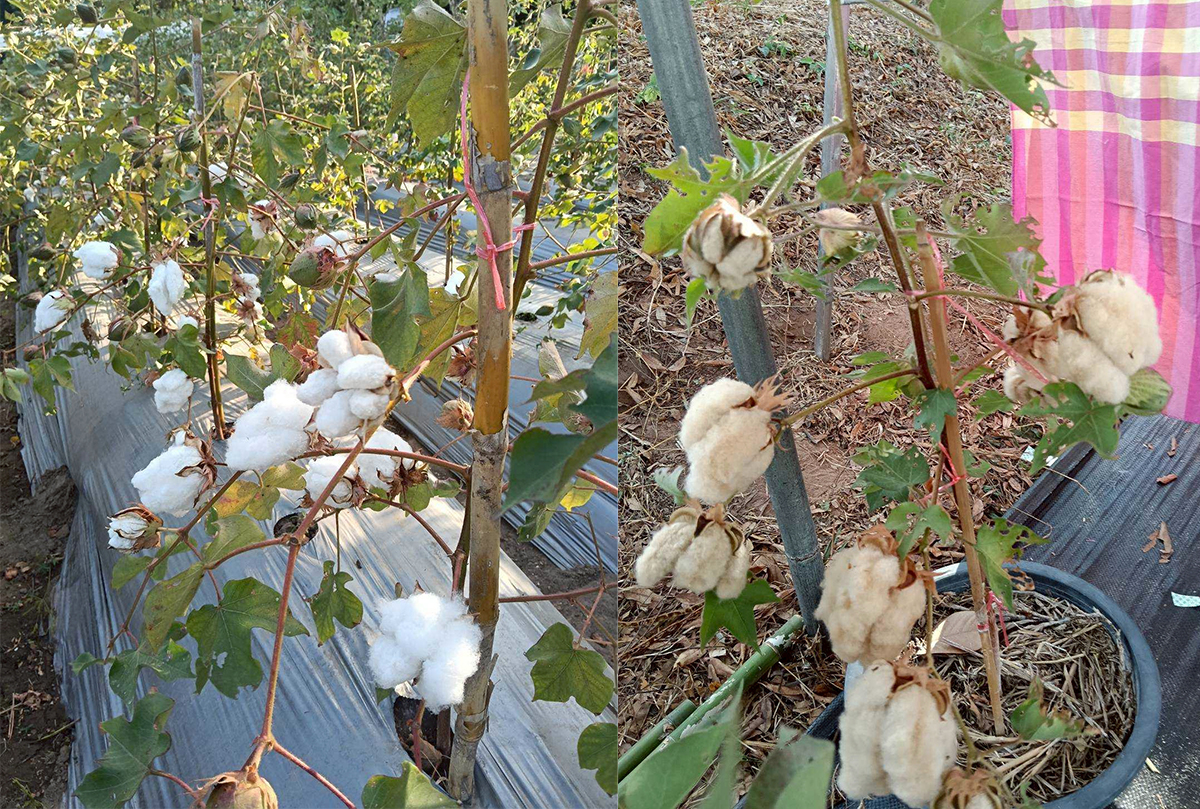 กรมวิชาการเกษตร ขยายผล 7 ฝ้ายพันธุ์ดีพร้อมเทคโนโลยีผลิตคราม หนุนชุมชนผ้าทอมืออีสาน โกยรายได้กว่า 3 แสนบาทต่อปี 7 02 2