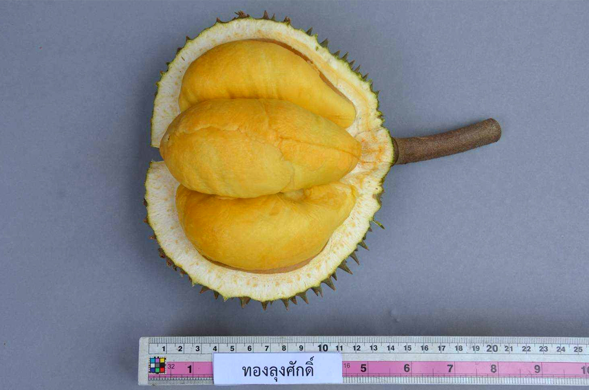 กรมวิชาการเกษตร ดัน ทุเรียนพื้นบ้านทองลุงศักดิ์จดทะเบียนพันธุ์พืชพื้นเมืองเฉพาะถิ่น รับสิทธิคุ้มครองพันธุ์ 4 02