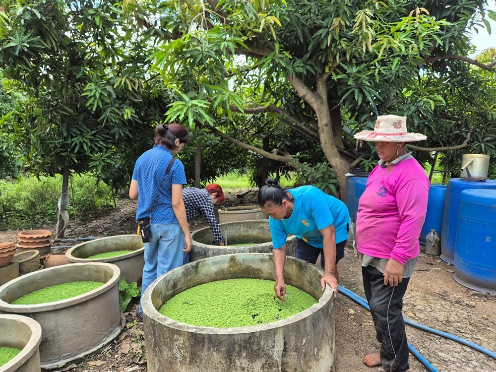 กรมวิชาการเกษตร ถ่ายทอดเทคโนโลยี ผลิต“แหนแดง”เชิงพาณิชย์ สร้างอาชีพ เพิ่มรายได้สู่ 2 วิสาหกิจชุมชนเมือง 2 แคว 5 03 1