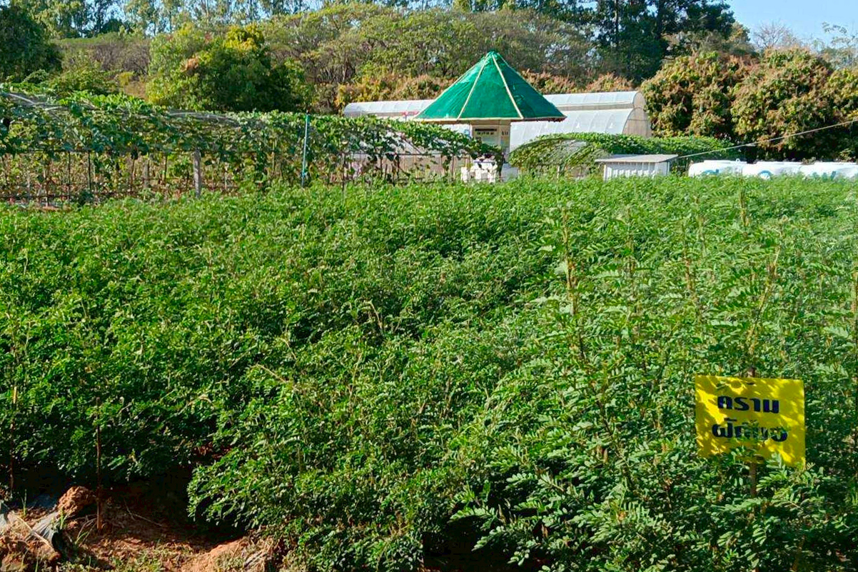 กรมวิชาการเกษตร ขยายผล 7 ฝ้ายพันธุ์ดีพร้อมเทคโนโลยีผลิตคราม หนุนชุมชนผ้าทอมืออีสาน โกยรายได้กว่า 3 แสนบาทต่อปี 5 03 3