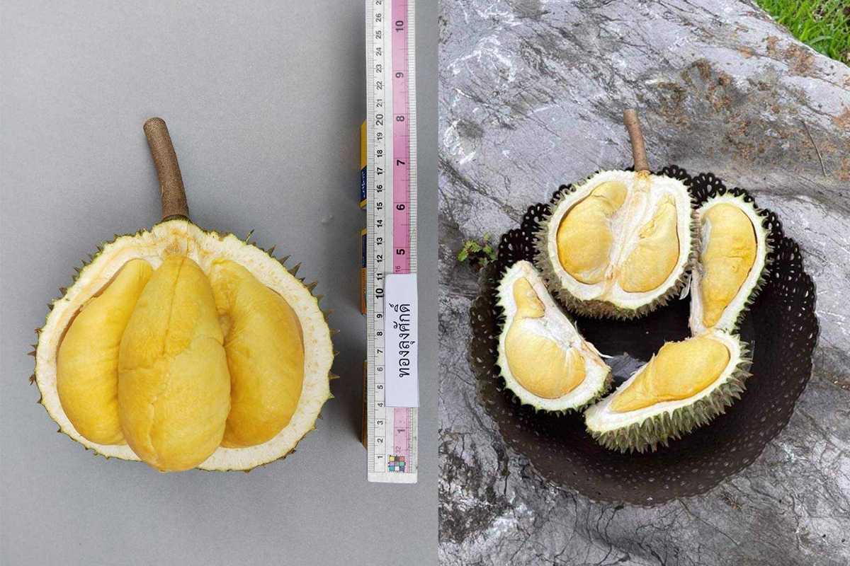 กรมวิชาการเกษตร ดัน ทุเรียนพื้นบ้านทองลุงศักดิ์จดทะเบียนพันธุ์พืชพื้นเมืองเฉพาะถิ่น รับสิทธิคุ้มครองพันธุ์ 5 03