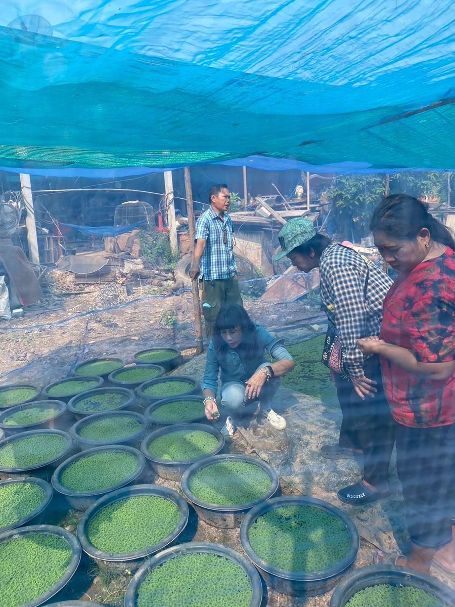 กรมวิชาการเกษตร ถ่ายทอดเทคโนโลยี ผลิต“แหนแดง”เชิงพาณิชย์ สร้างอาชีพ เพิ่มรายได้สู่ 2 วิสาหกิจชุมชนเมือง 2 แคว 6 04 1