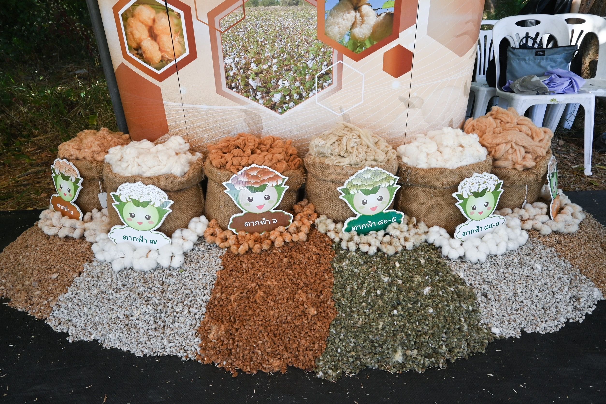 กรมวิชาการเกษตร ขยายผล 7 ฝ้ายพันธุ์ดีพร้อมเทคโนโลยีผลิตคราม หนุนชุมชนผ้าทอมืออีสาน โกยรายได้กว่า 3 แสนบาทต่อปี 8 04 2