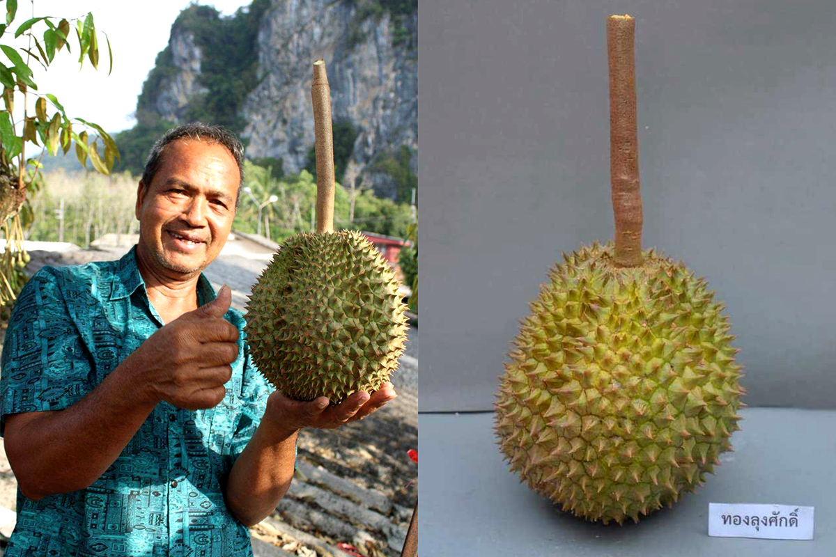 กรมวิชาการเกษตร ดัน ทุเรียนพื้นบ้านทองลุงศักดิ์จดทะเบียนพันธุ์พืชพื้นเมืองเฉพาะถิ่น รับสิทธิคุ้มครองพันธุ์ 6 04