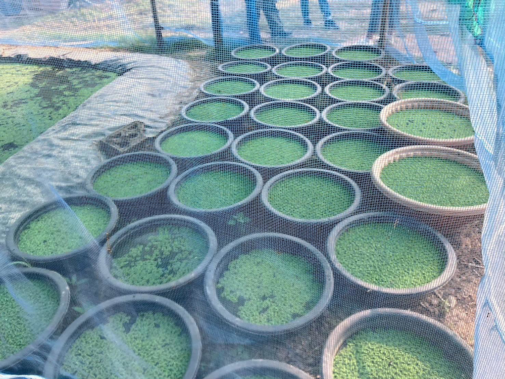 กรมวิชาการเกษตร ถ่ายทอดเทคโนโลยี ผลิต“แหนแดง”เชิงพาณิชย์ สร้างอาชีพ เพิ่มรายได้สู่ 2 วิสาหกิจชุมชนเมือง 2 แคว 7 05 1