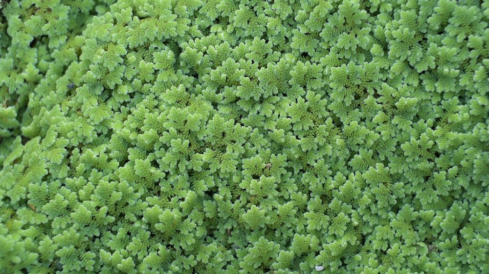 กรมวิชาการเกษตร ถ่ายทอดเทคโนโลยี ผลิต“แหนแดง”เชิงพาณิชย์ สร้างอาชีพ เพิ่มรายได้สู่ 2 วิสาหกิจชุมชนเมือง 2 แคว 8 06 1