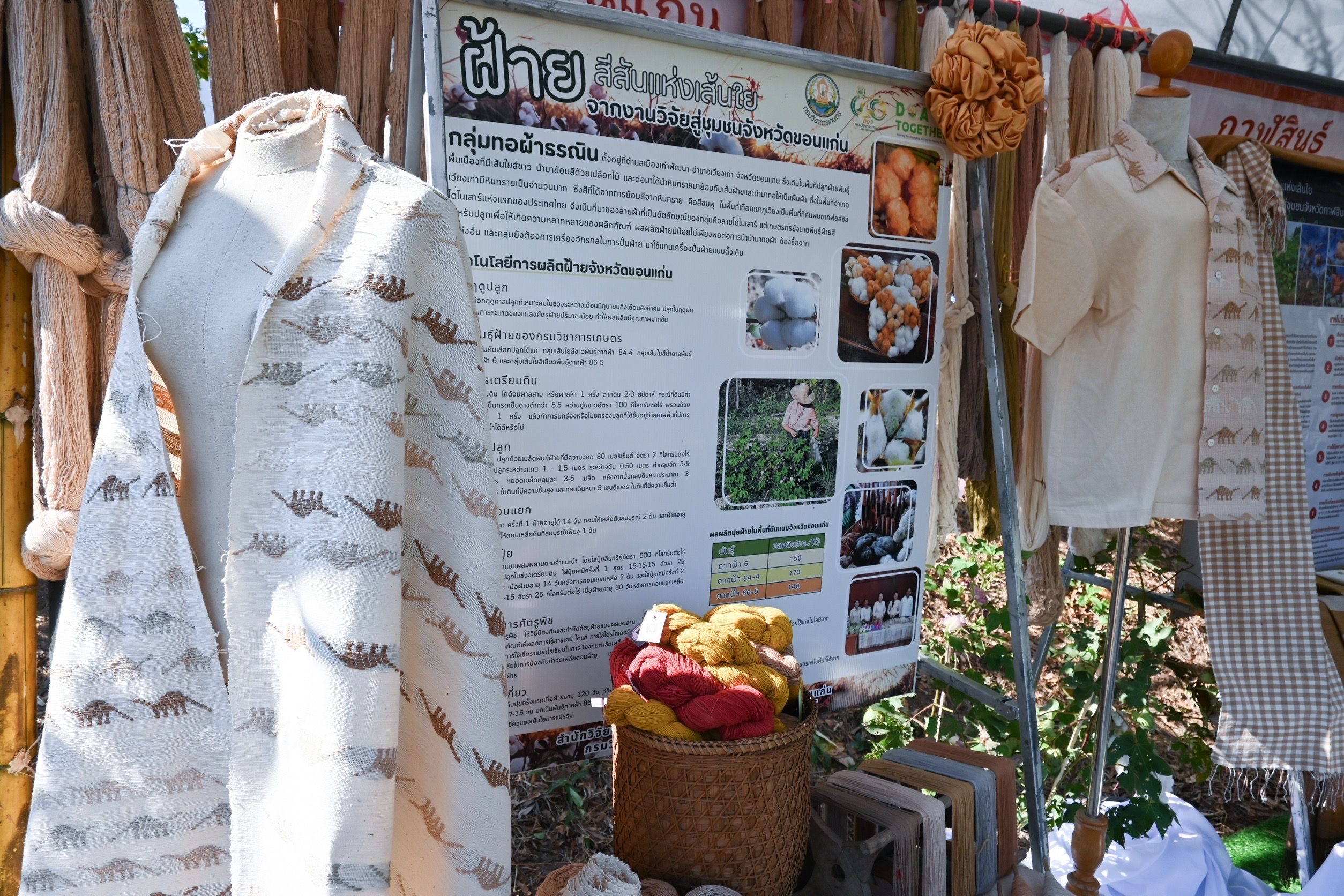 กรมวิชาการเกษตร ขยายผล 7 ฝ้ายพันธุ์ดีพร้อมเทคโนโลยีผลิตคราม หนุนชุมชนผ้าทอมืออีสาน โกยรายได้กว่า 3 แสนบาทต่อปี 6 06 2