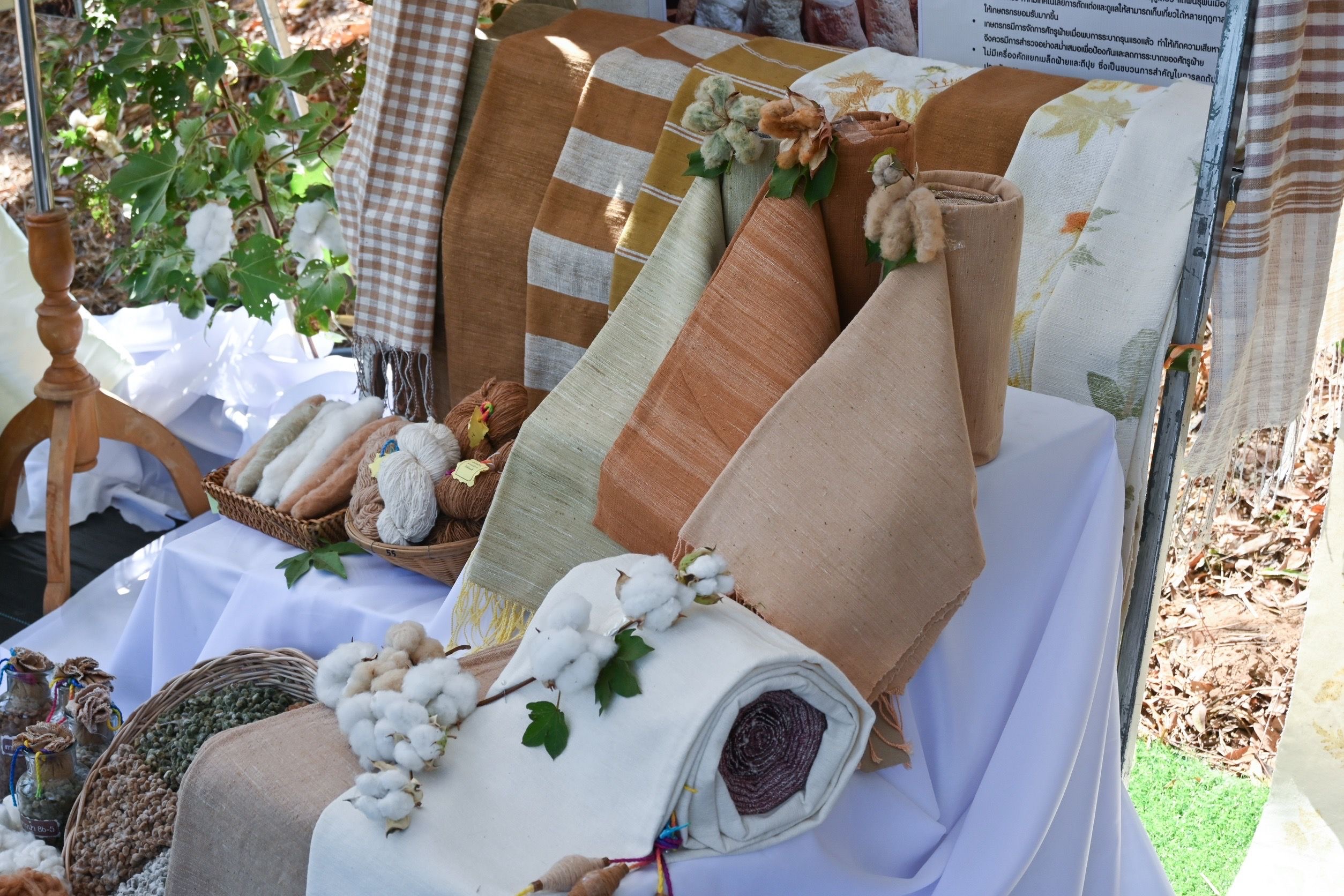 กรมวิชาการเกษตร ขยายผล 7 ฝ้ายพันธุ์ดีพร้อมเทคโนโลยีผลิตคราม หนุนชุมชนผ้าทอมืออีสาน โกยรายได้กว่า 3 แสนบาทต่อปี 11 07 1