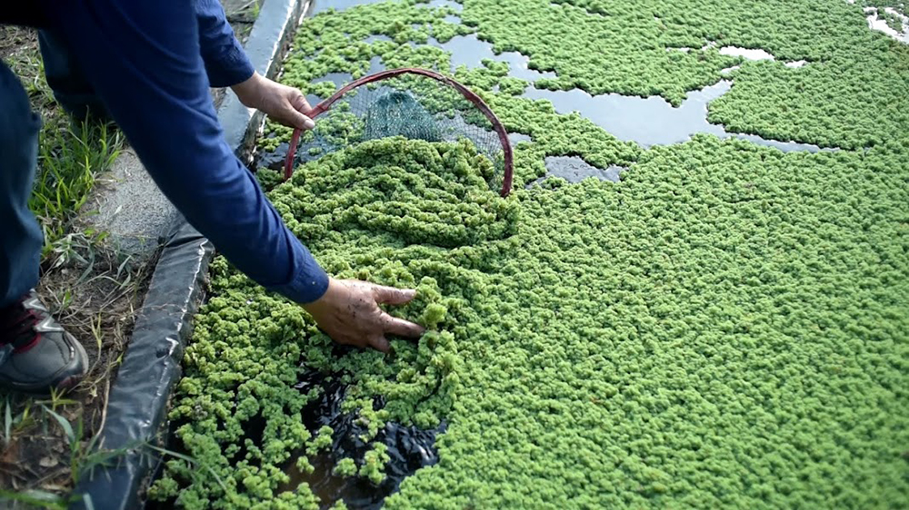 กรมวิชาการเกษตร ถ่ายทอดเทคโนโลยี ผลิต“แหนแดง”เชิงพาณิชย์ สร้างอาชีพ เพิ่มรายได้สู่ 2 วิสาหกิจชุมชนเมือง 2 แคว 9 07