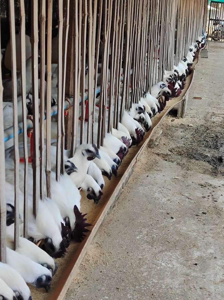 กรมวิชาการเกษตร ถ่ายทอดเทคโนโลยี ผลิต“แหนแดง”เชิงพาณิชย์ สร้างอาชีพ เพิ่มรายได้สู่ 2 วิสาหกิจชุมชนเมือง 2 แคว 10 08 1