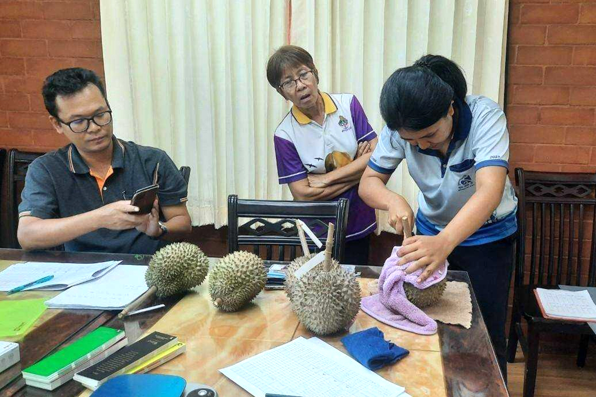 กรมวิชาการเกษตร ดัน ทุเรียนพื้นบ้านทองลุงศักดิ์จดทะเบียนพันธุ์พืชพื้นเมืองเฉพาะถิ่น รับสิทธิคุ้มครองพันธุ์ 9 08