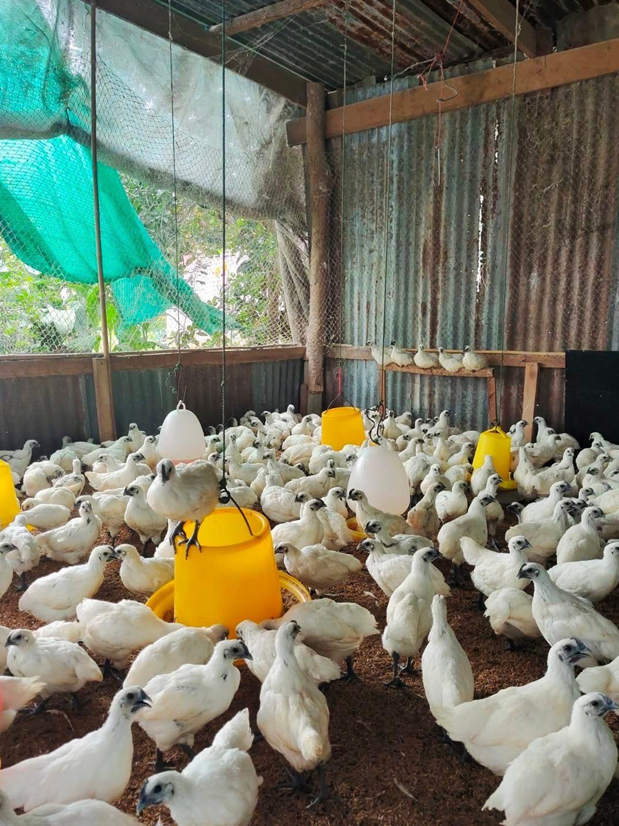 กรมวิชาการเกษตร ถ่ายทอดเทคโนโลยี ผลิต“แหนแดง”เชิงพาณิชย์ สร้างอาชีพ เพิ่มรายได้สู่ 2 วิสาหกิจชุมชนเมือง 2 แคว 11 09 1