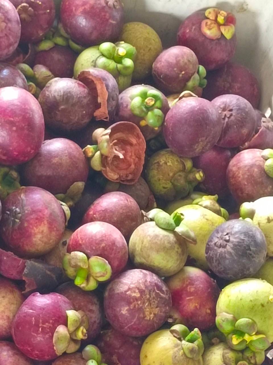 สศท.8 เผยผลศึกษาการเพิ่มมูลค่าวัสดุเหลือใช้จากมังคุด ตามแนวทาง BCG Model เพิ่มรายได้ให้เกษตรกร 8 120346 0