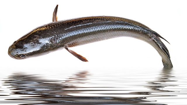 “ปลาช่อน” ตลาดต้องการเสมอ 3 126617969