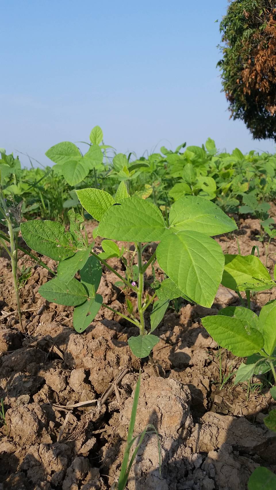 กองทุน FTA อนุมัติงบ 24.98 ล้านบาท หนุนโครงการนำร่องถั่วเหลืองอินทรีย์–แฟร์เทรด ยกระดับต้นแบบการผลิต เพิ่มขีดแข่งขันภาคเกษตรไทย 5 1481927 0