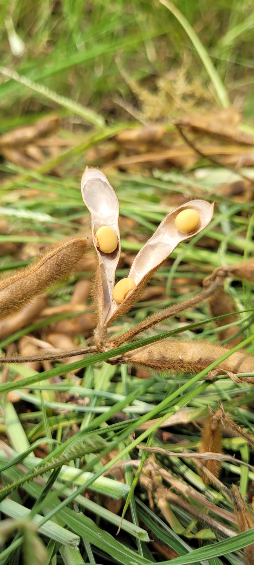 กองทุน FTA อนุมัติงบ 24.98 ล้านบาท หนุนโครงการนำร่องถั่วเหลืองอินทรีย์–แฟร์เทรด ยกระดับต้นแบบการผลิต เพิ่มขีดแข่งขันภาคเกษตรไทย 6 1481928 0