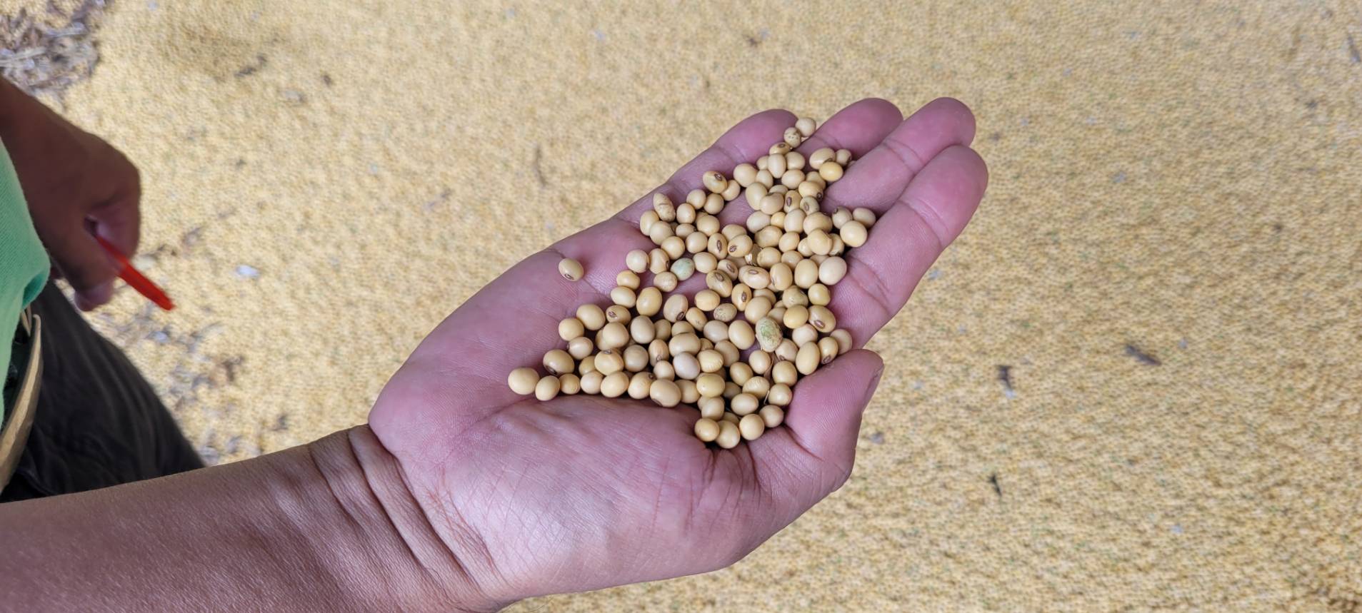 กองทุน FTA อนุมัติงบ 24.98 ล้านบาท หนุนโครงการนำร่องถั่วเหลืองอินทรีย์–แฟร์เทรด ยกระดับต้นแบบการผลิต เพิ่มขีดแข่งขันภาคเกษตรไทย 7 1481929 0