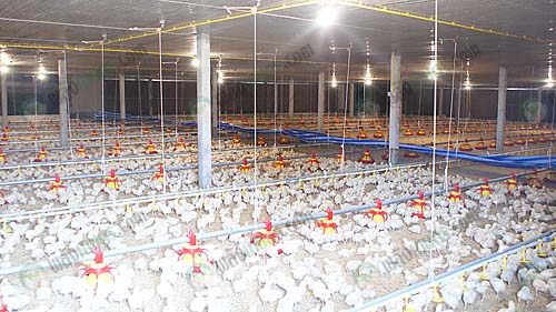 "โรงเรือนแบบปิด"ดีกว่าจริงหรือ.. ทุกทางเลือกมีข้อดีและข้อเสีย 3 2.โรงเรือนไก่เนื้อ