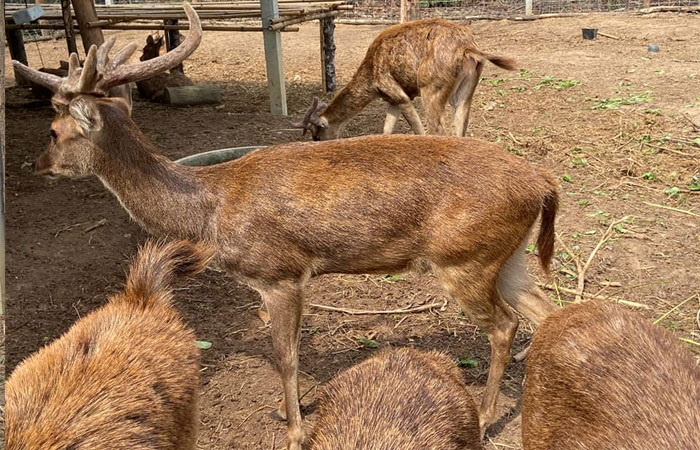 การเลี้ยง 202202150917233 pic