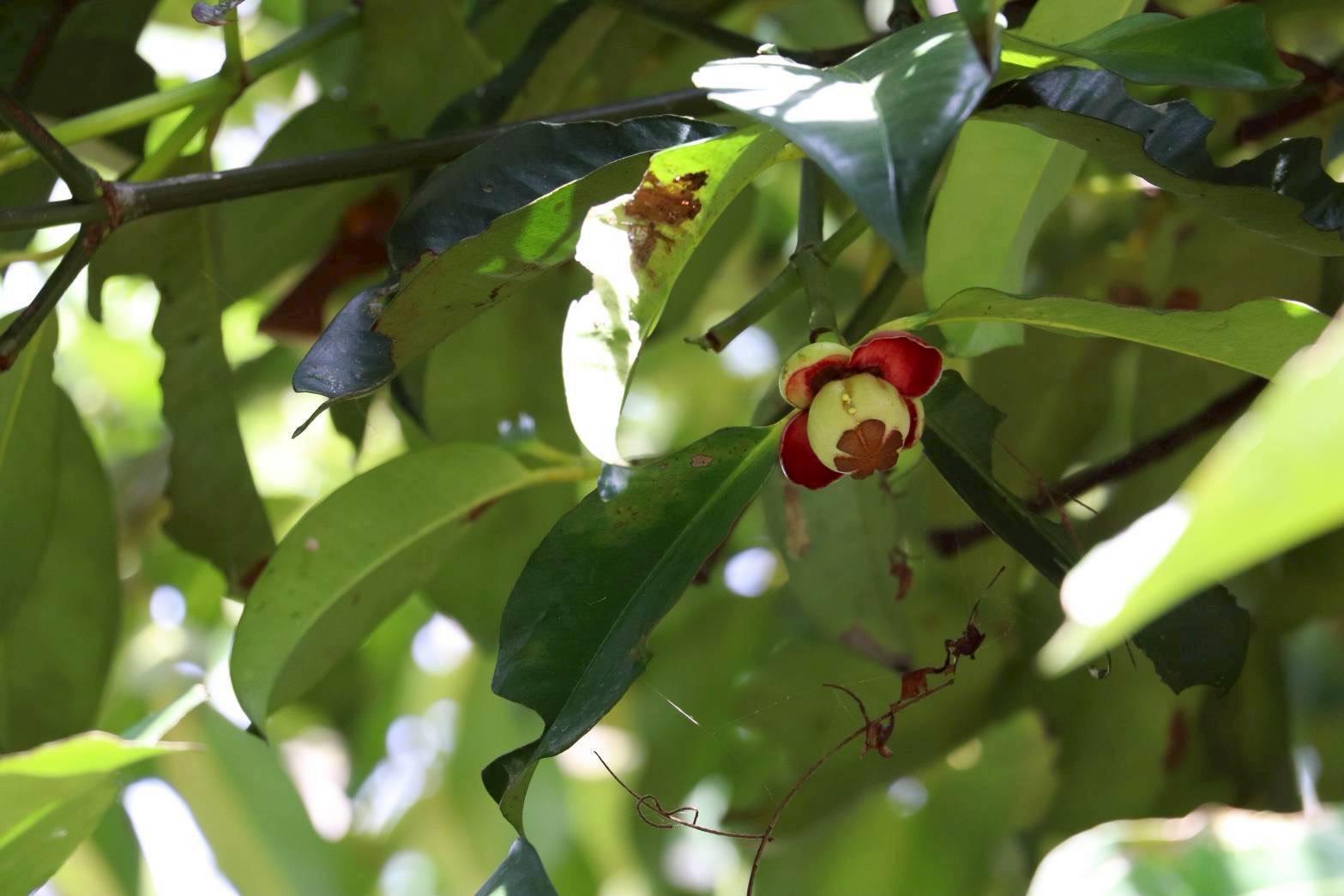 ขึ้นทะเบียน “มังคุดในสายหมอกเบตง” สินค้า GI รายการใหม่จังหวัดยะลา ผลกลมโต เนื้อสีขาวนวลปุยฝ้าย รสชาติหวานนำเปรี้ยว สร้างรายได้กว่า 62 ล้านบาท 4 20250610218720fff9e0b27f22faafa3d88f793e141828
