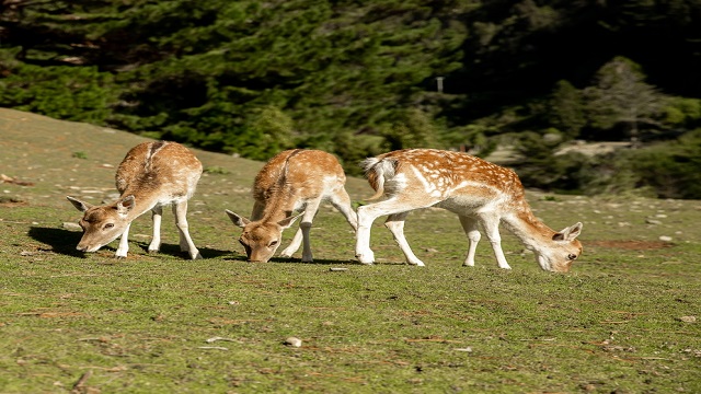 การเลี้ยง 2152327615