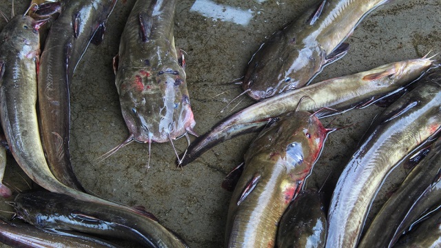 การเลี้ยงปลาดุกในบ่อปูนซีเมนต์ เป็นที่นิยม 2 2188883475