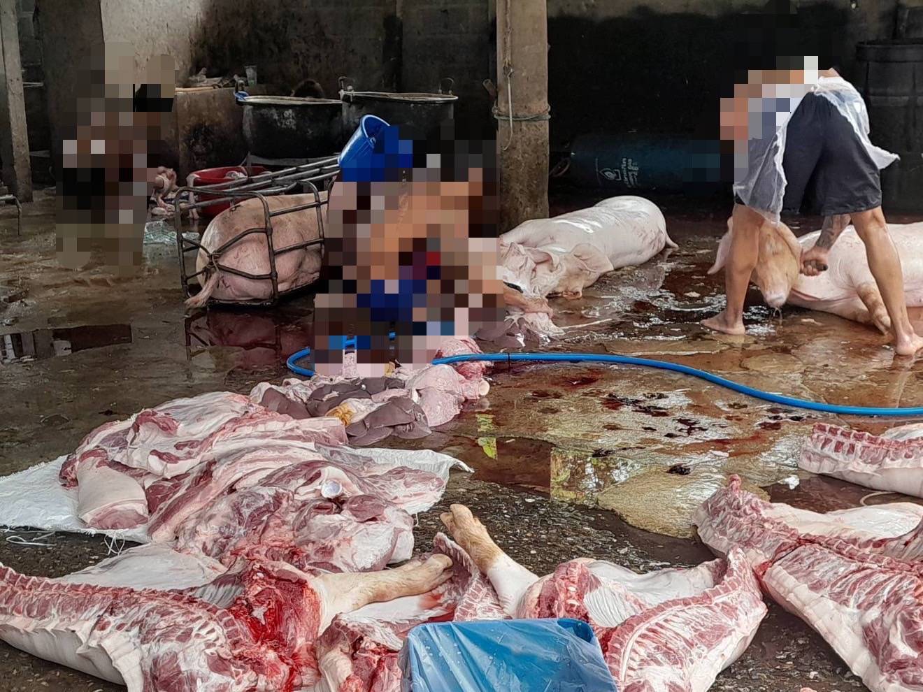 จับโรงเชือดเถื่อนกลางเมืองนครสวรรค์ ยึดซากสุกรกว่า 700 กก. 8 301058